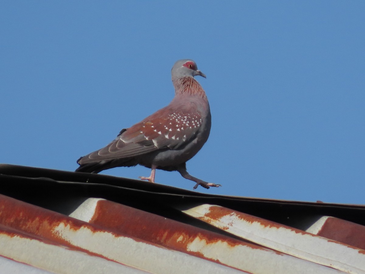 Speckled Pigeon - ML631946683