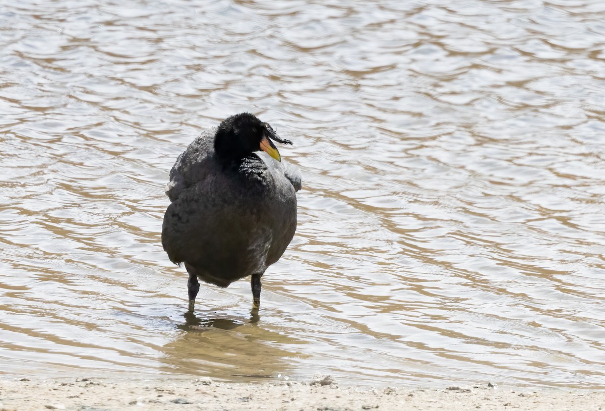 Horned Coot - ML631946826