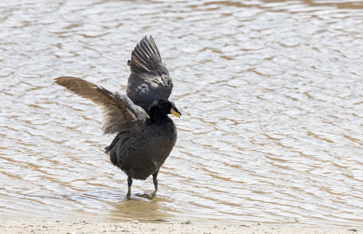 Horned Coot - ML631946827
