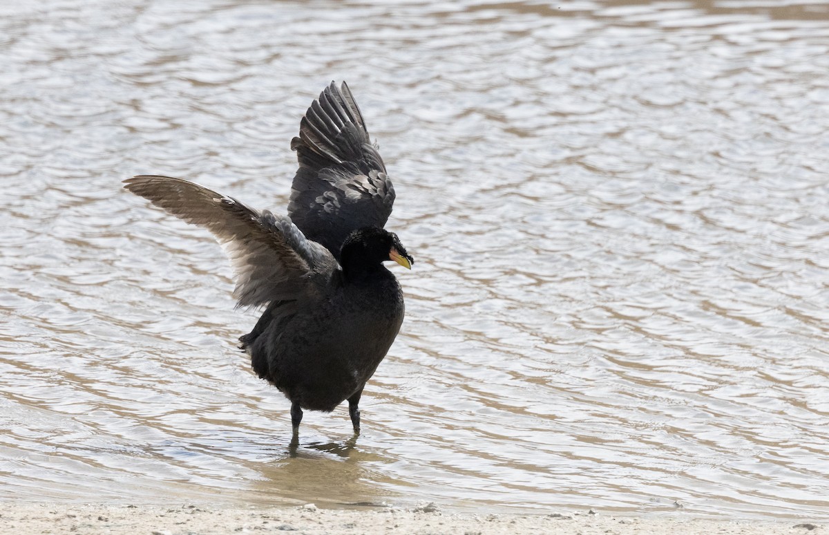 Horned Coot - ML631946834
