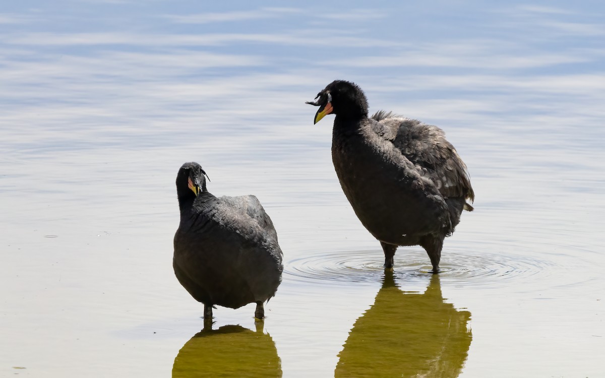 Horned Coot - ML631946848