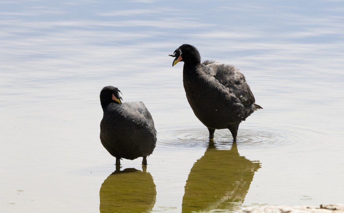 Horned Coot - ML631946850