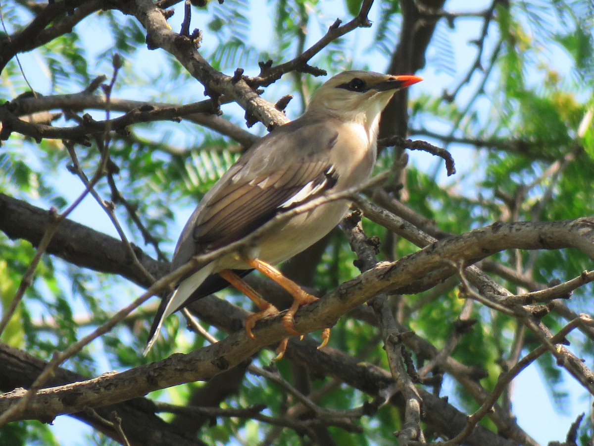 Burmese Myna - ML631947229