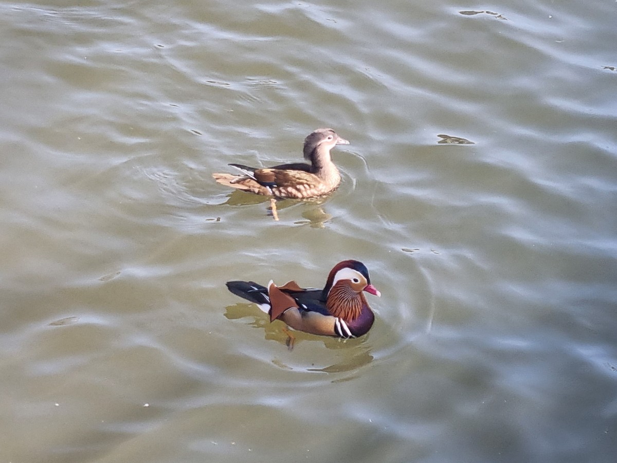 kachnička mandarínská - ML631947272