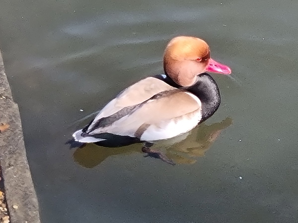 zrzohlávka rudozobá - ML631947273