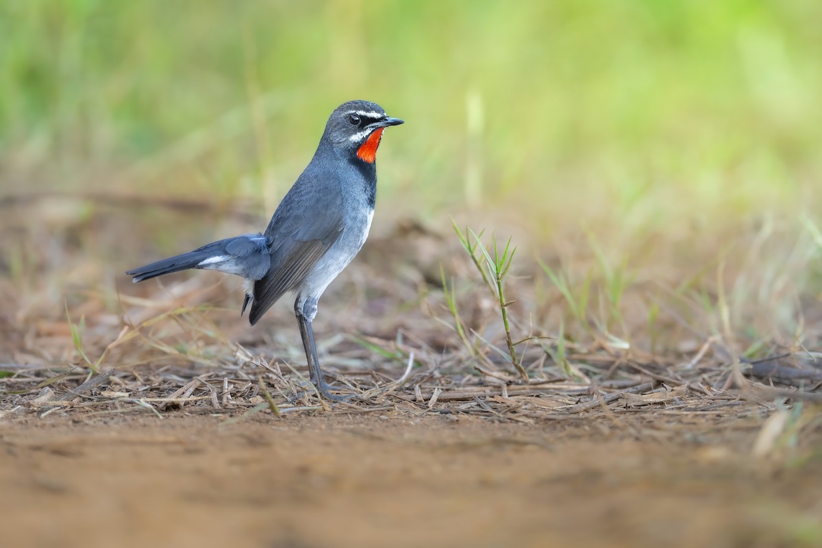 jaspisstrupe - ML631947321