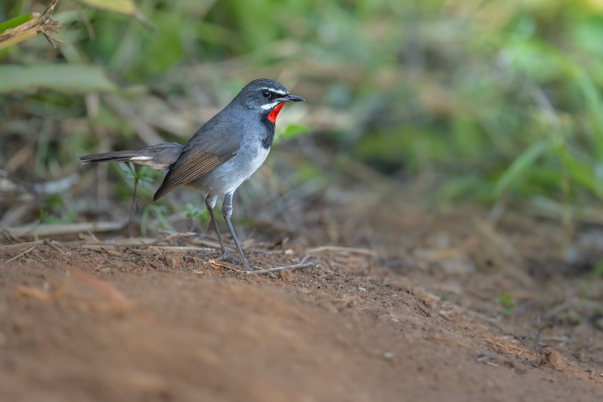 jaspisstrupe - ML631947322