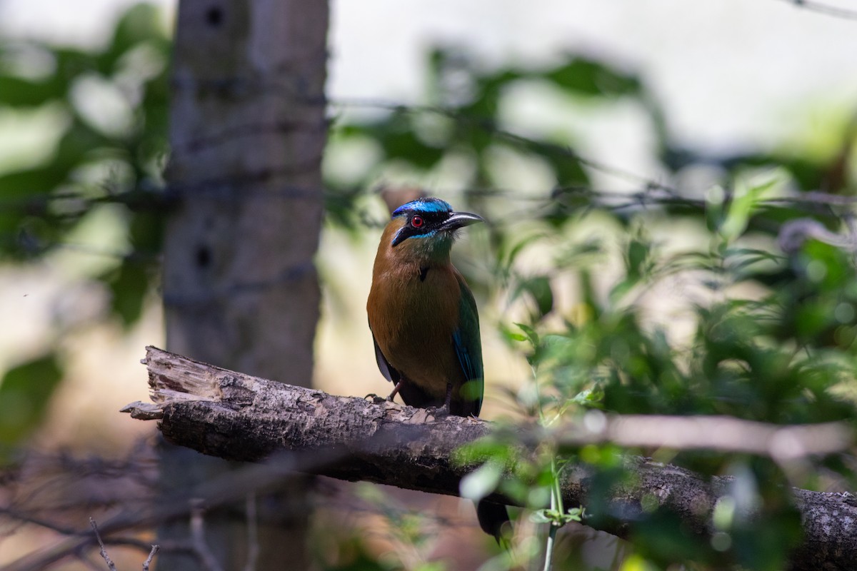 Lesson's Motmot - ML631947324
