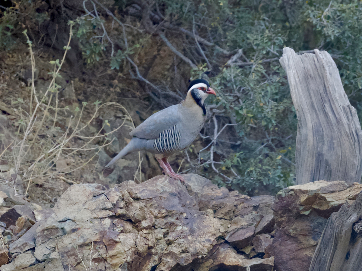 Arabian Partridge - ML631947638