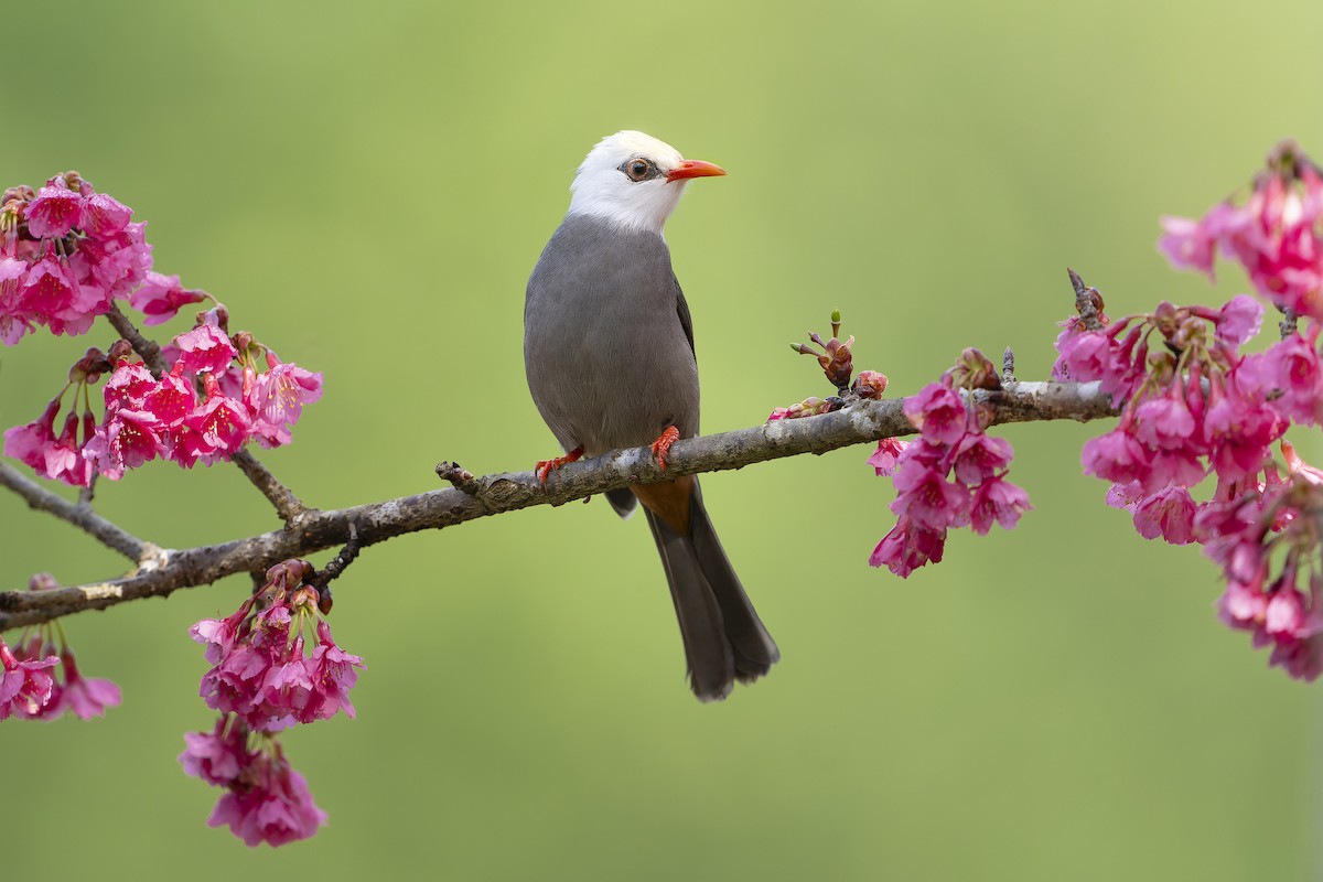 White-headed Bulbul - ML631947869