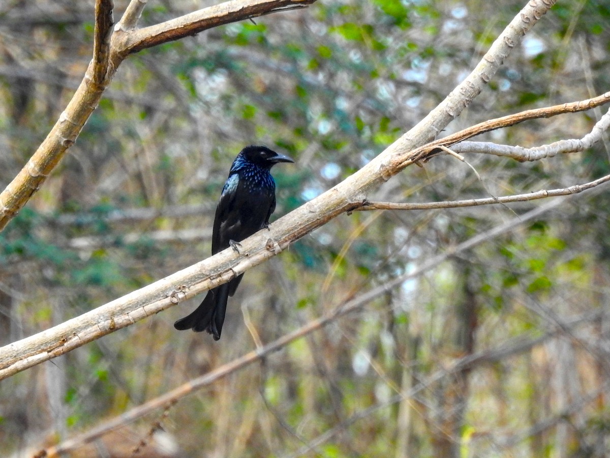 Hair-crested Drongo - ML631947968