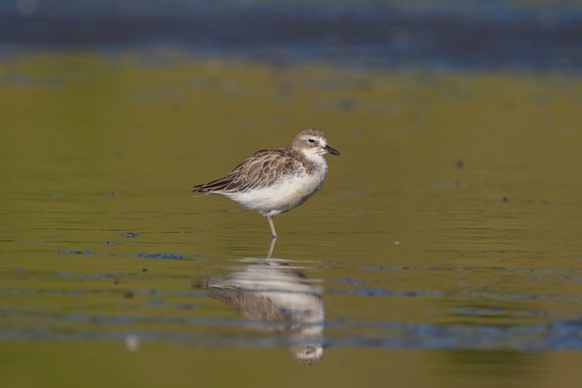Red-breasted Dotterel - ML631947992