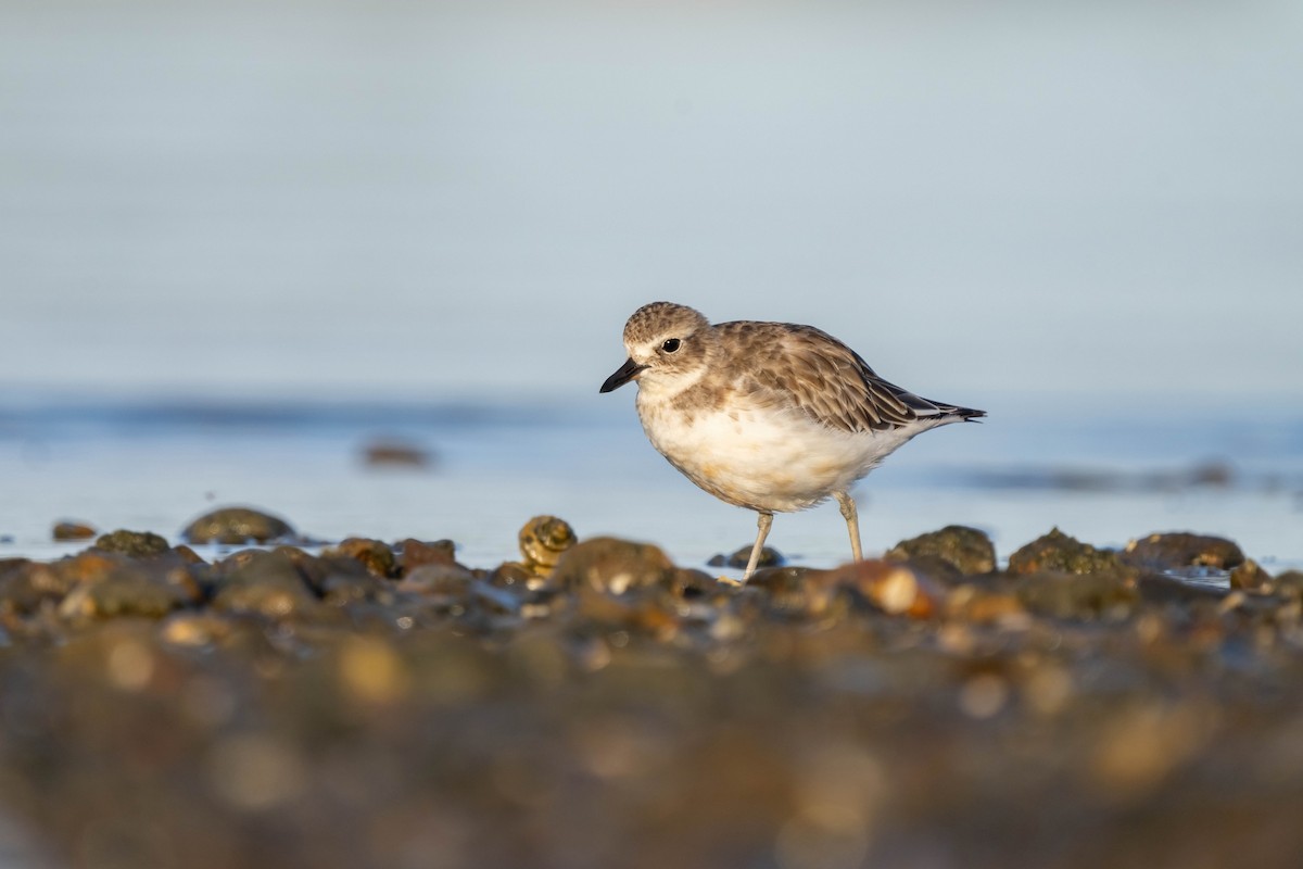 Red-breasted Dotterel - ML631947993