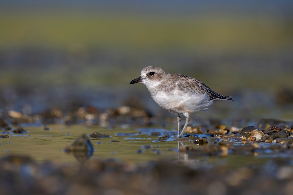 Red-breasted Dotterel - ML631947994