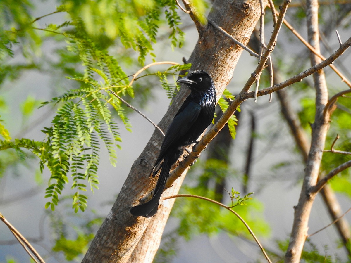 Hair-crested Drongo - ML631948018