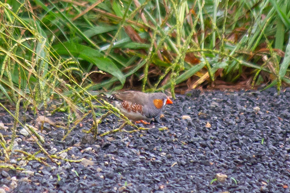 Zebra Finch (Australian) - ML631948237