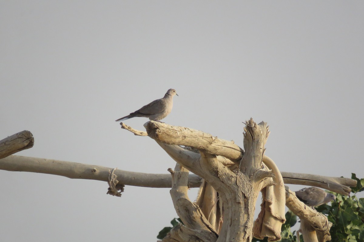 Eurasian Collared-Dove - ML631948244