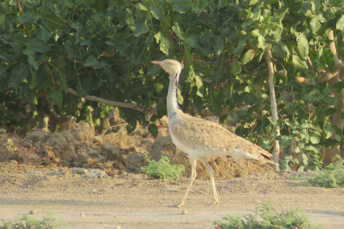 Asian Houbara - ML631948246