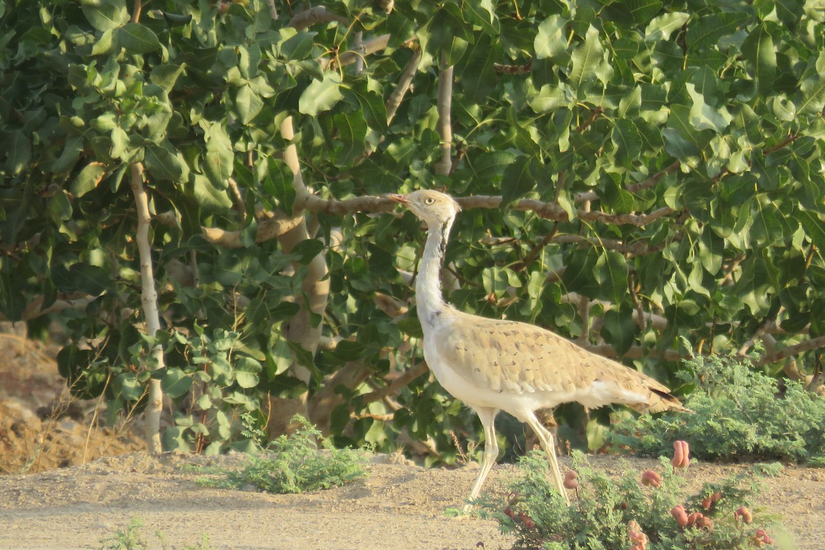 Asian Houbara - ML631948265