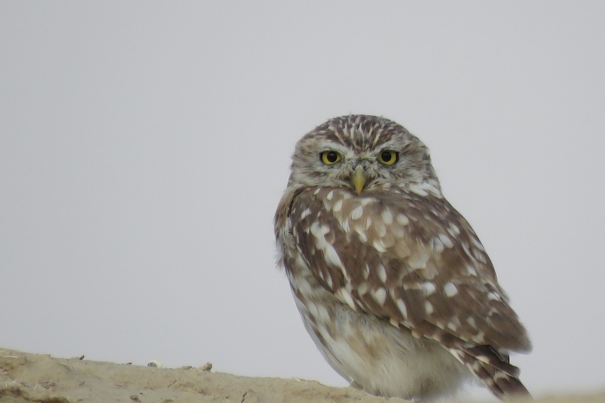 Little Owl - ML631948268