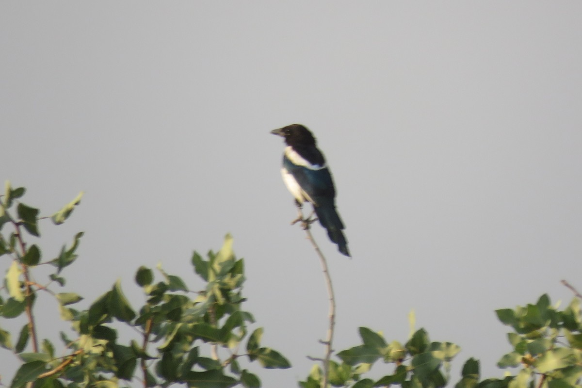 Eurasian Magpie - ML631948269