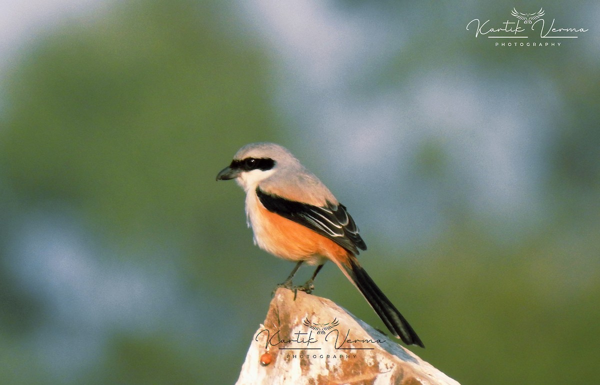 Long-tailed Shrike - ML631948322