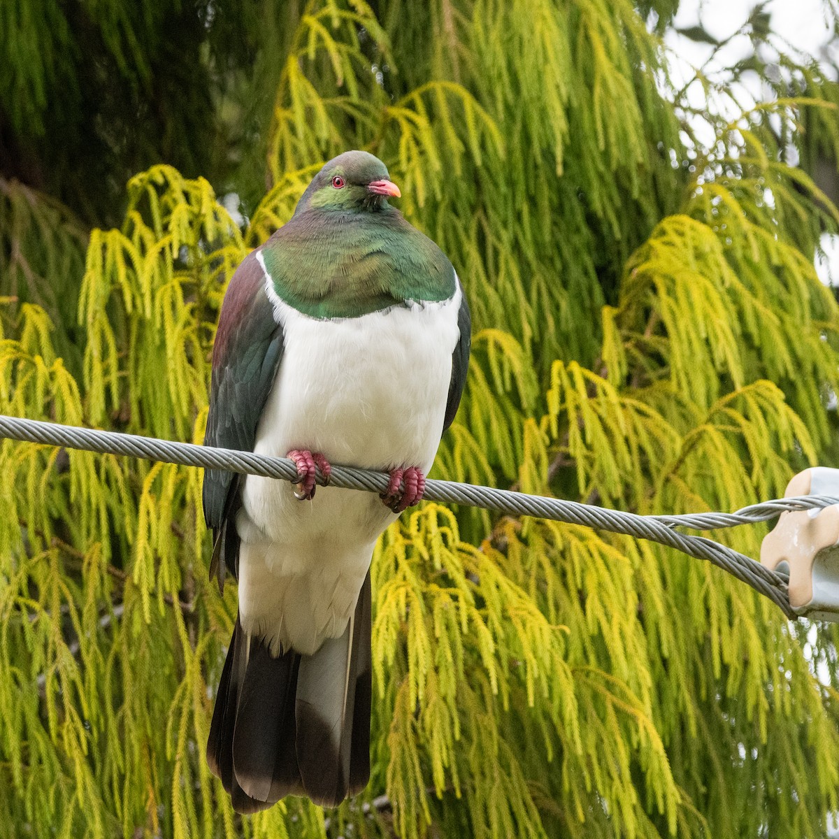 New Zealand Pigeon - ML631948337