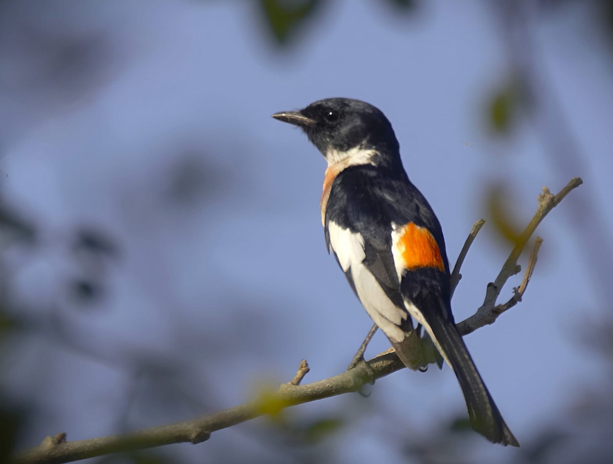 White-bellied Minivet - ML631948662