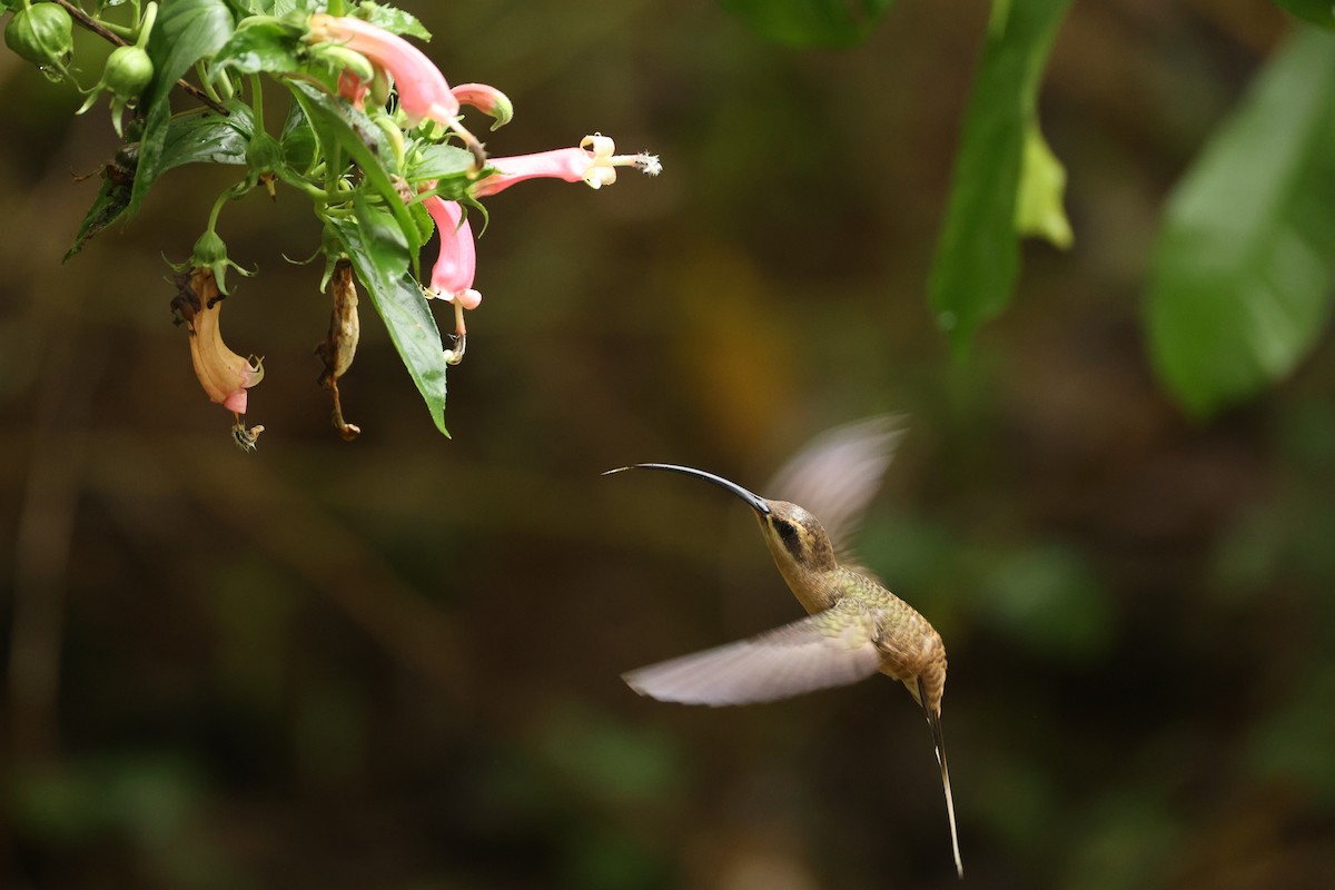Long-tailed Hermit - ML631948682