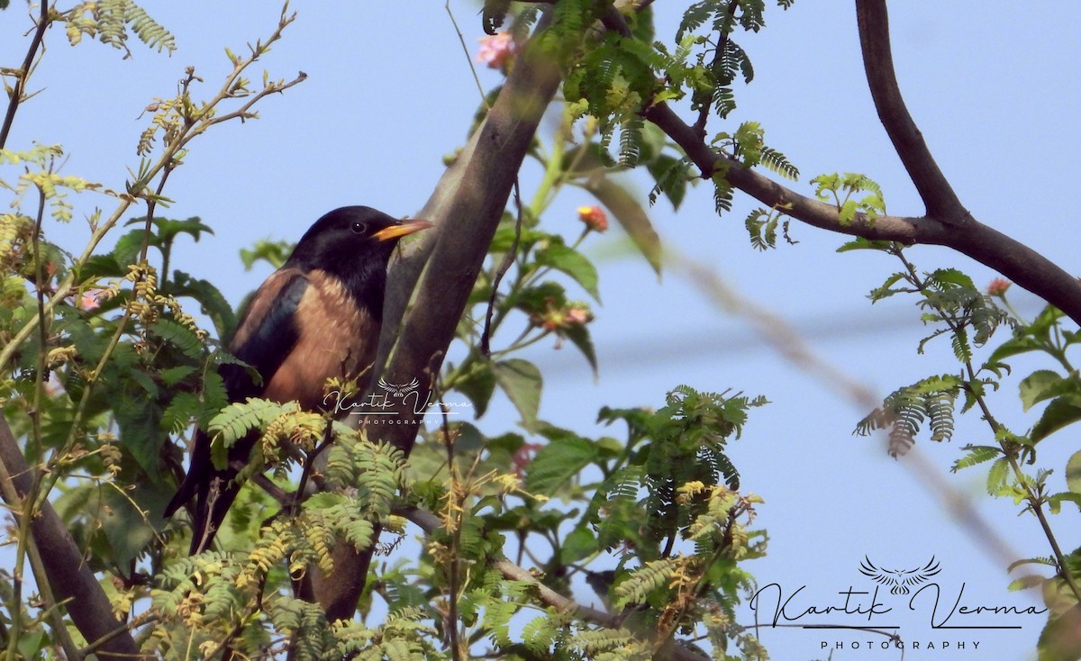 Rosy Starling - ML631948687