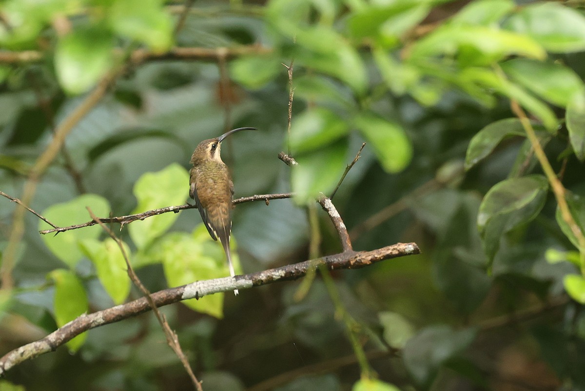 Long-tailed Hermit - ML631948718
