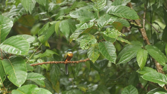 Green-tailed Jacamar - ML631948725