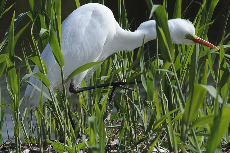 Yellow-billed Egret - Daniel Hinckley | samazul.com