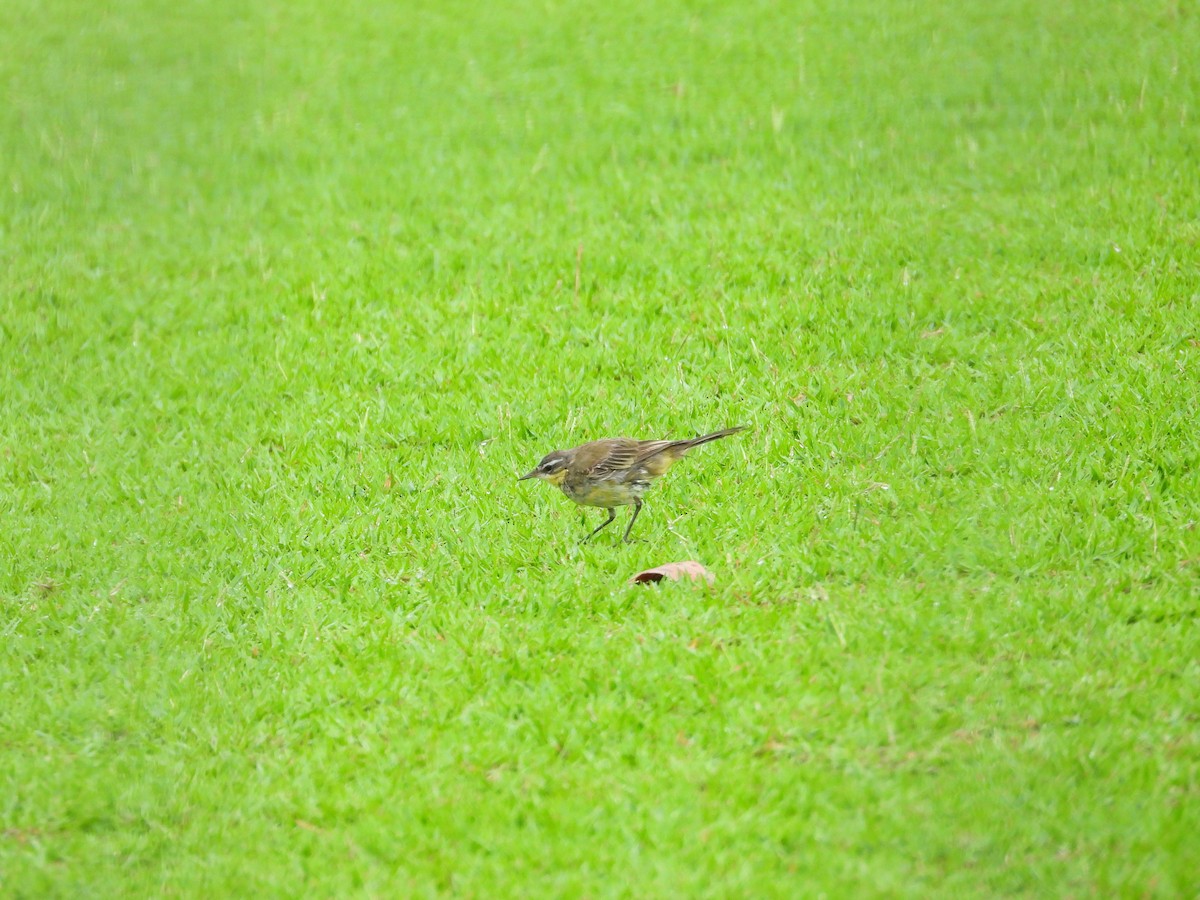 Eastern Yellow Wagtail - ML631948804