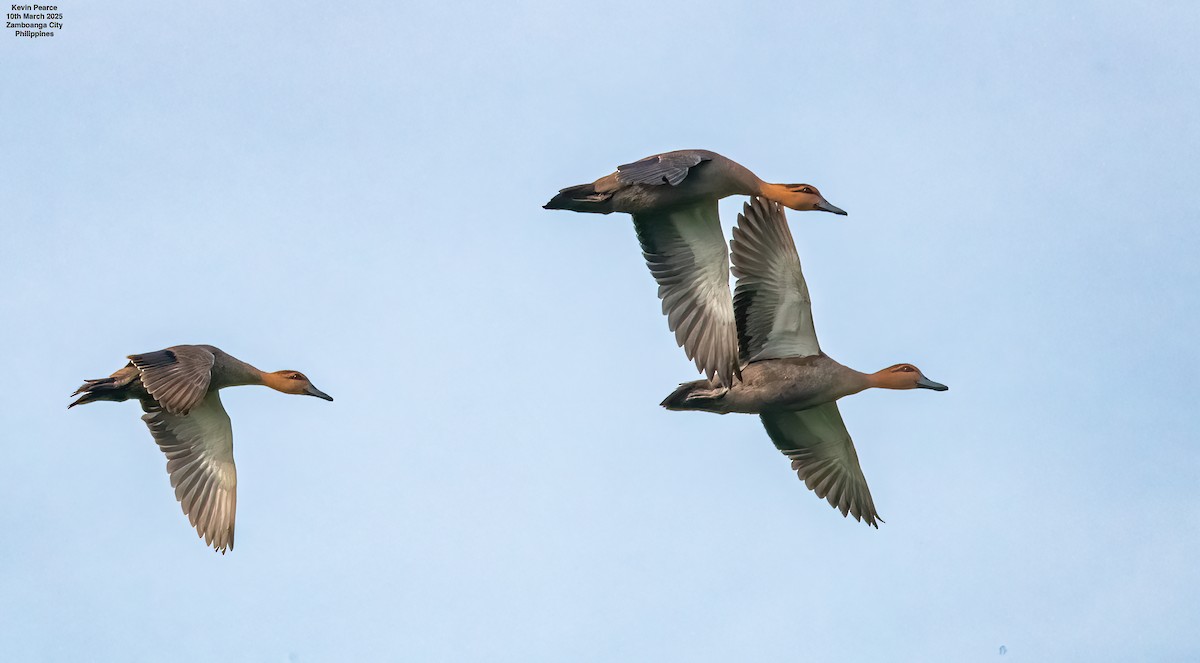 Philippine Duck - Kevin Pearce