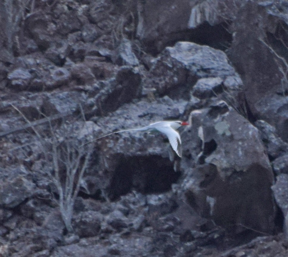 Red-billed Tropicbird - ML63194921