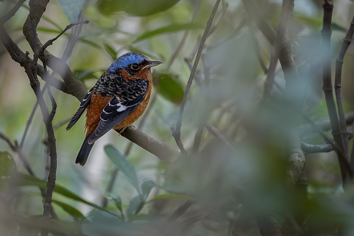 White-throated Rock-Thrush - ML631949354