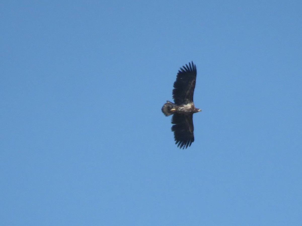 White-tailed Eagle - ML631949374