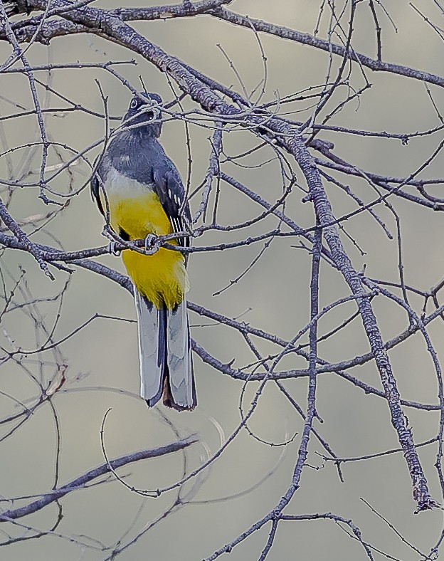 Citreoline Trogon - ML631949525