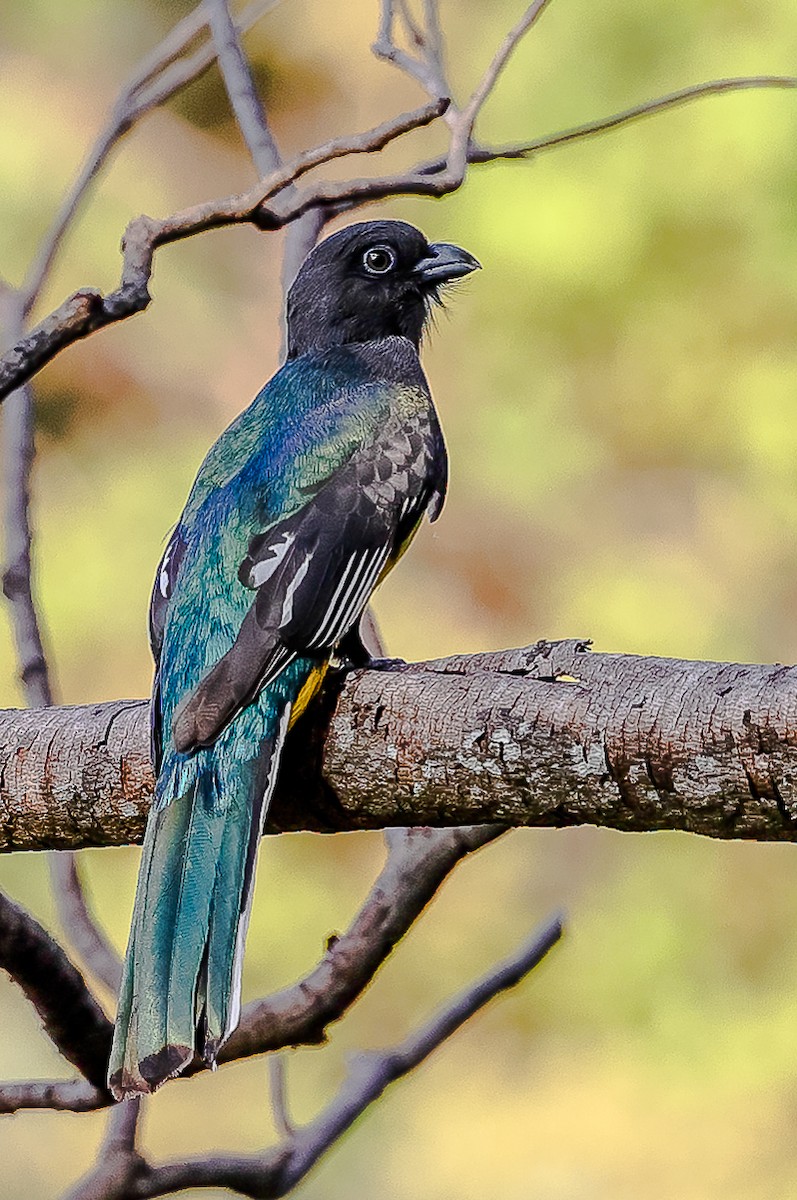 Citreoline Trogon - ML631949532