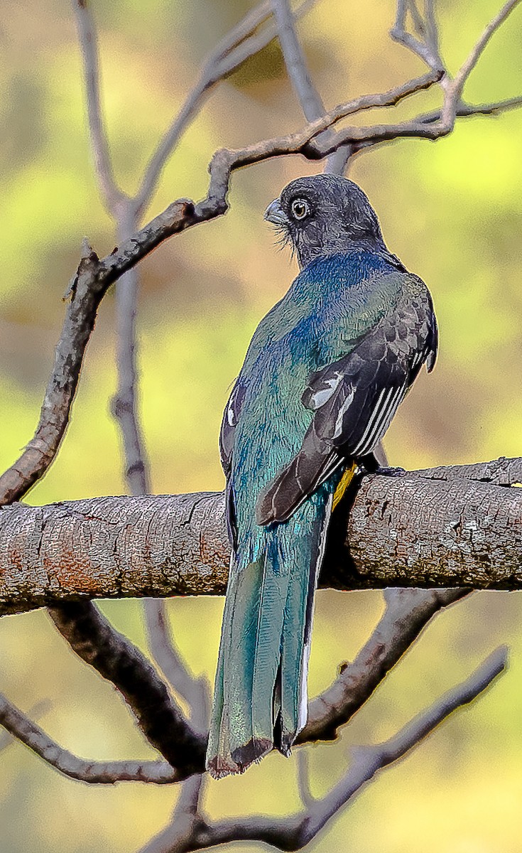 Citreoline Trogon - ML631949533