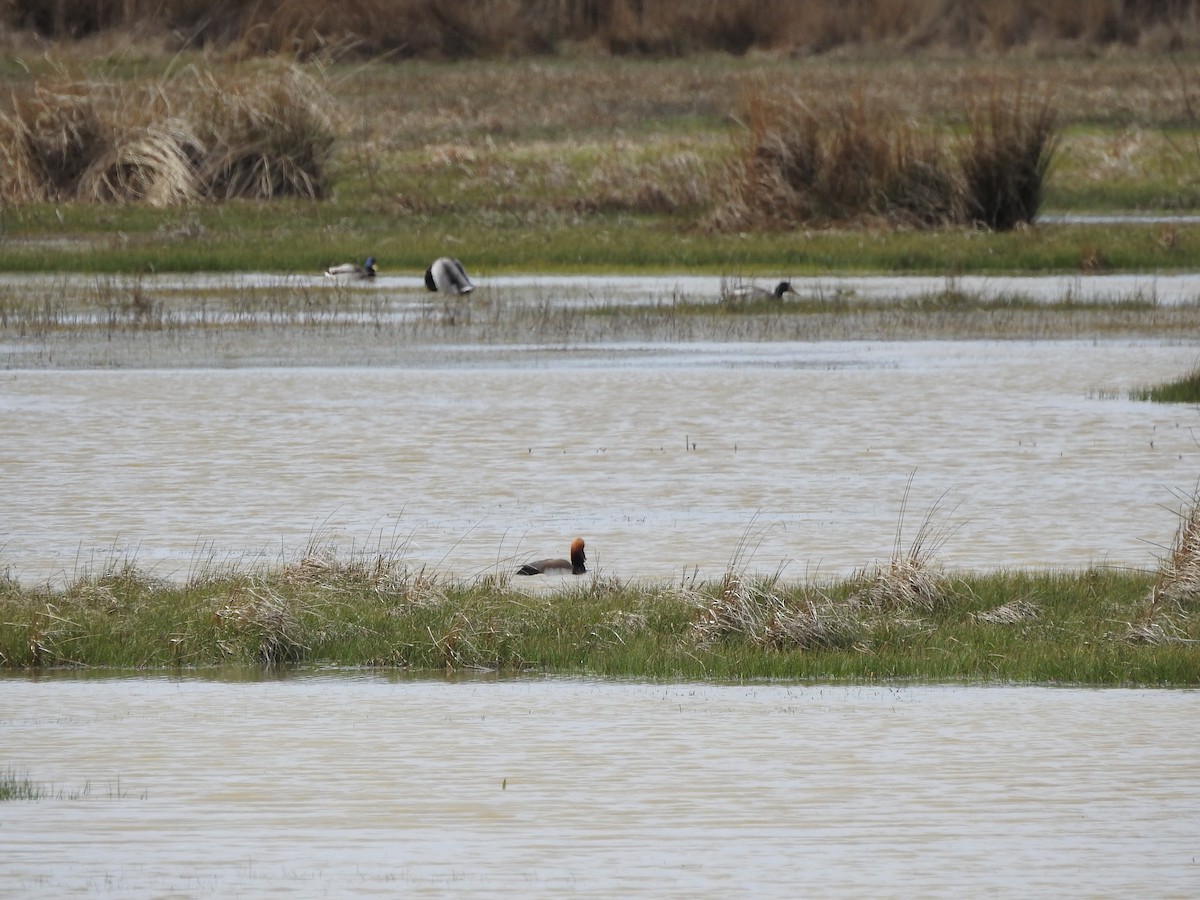 Red-crested Pochard - ML631949715