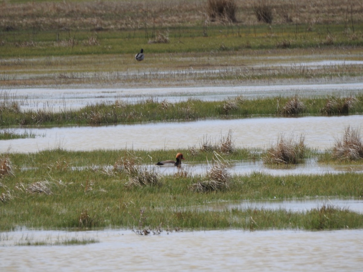 Red-crested Pochard - ML631949716