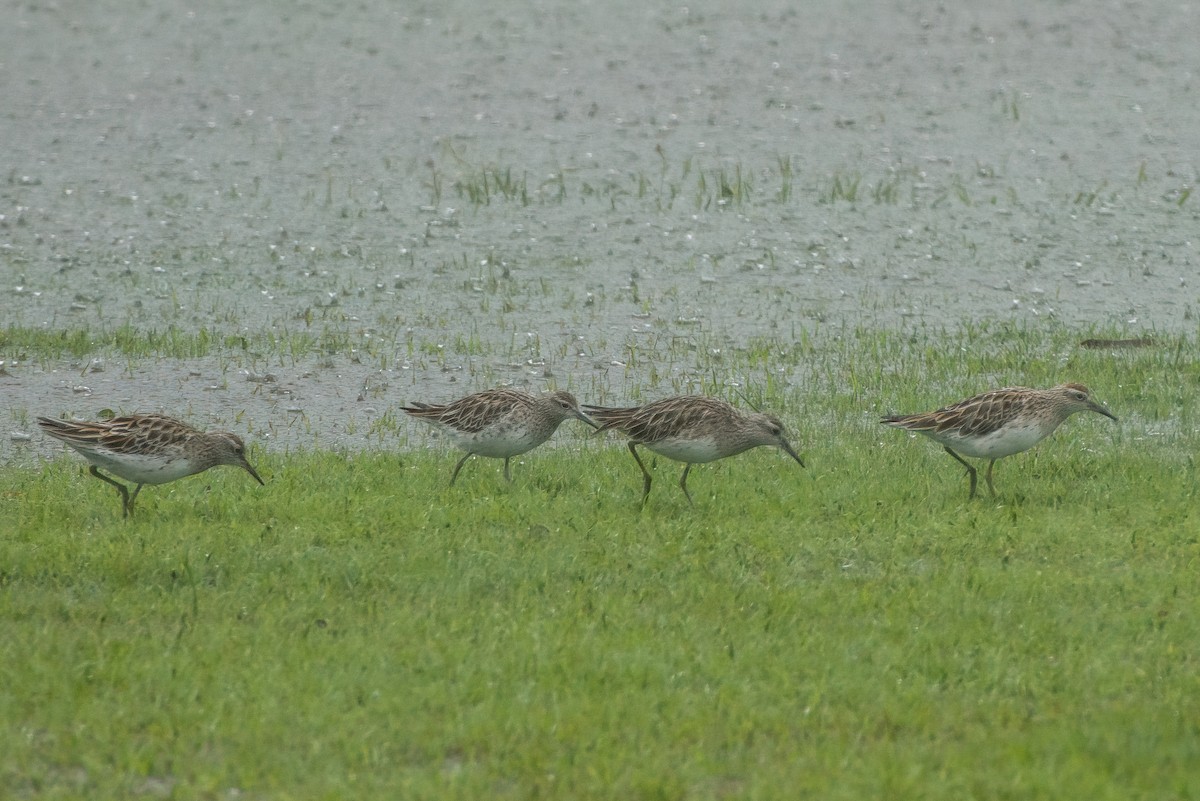 jespák klínoocasý - ML631949786