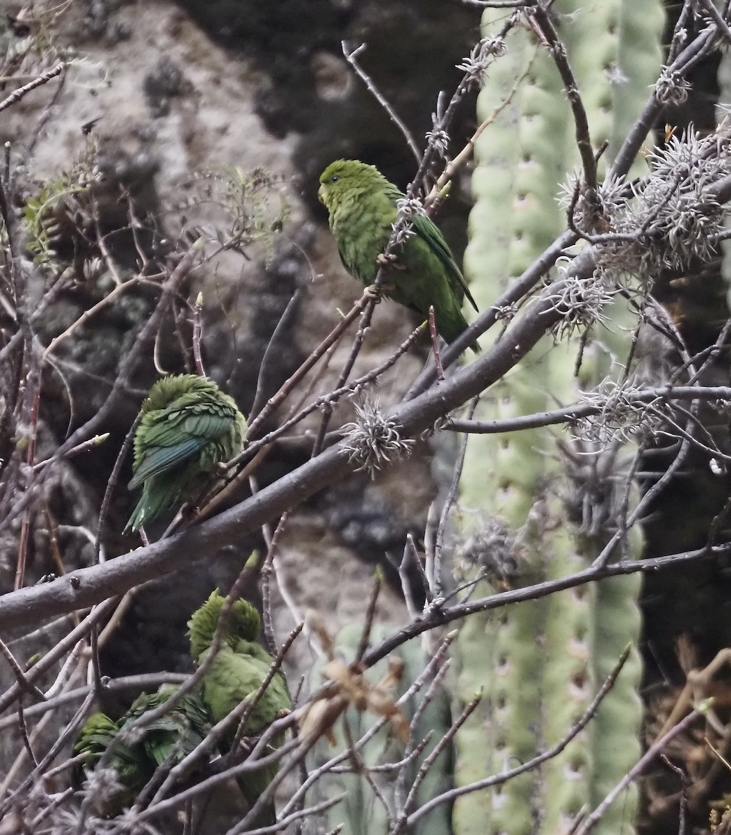 Andean Parakeet - ML631949838