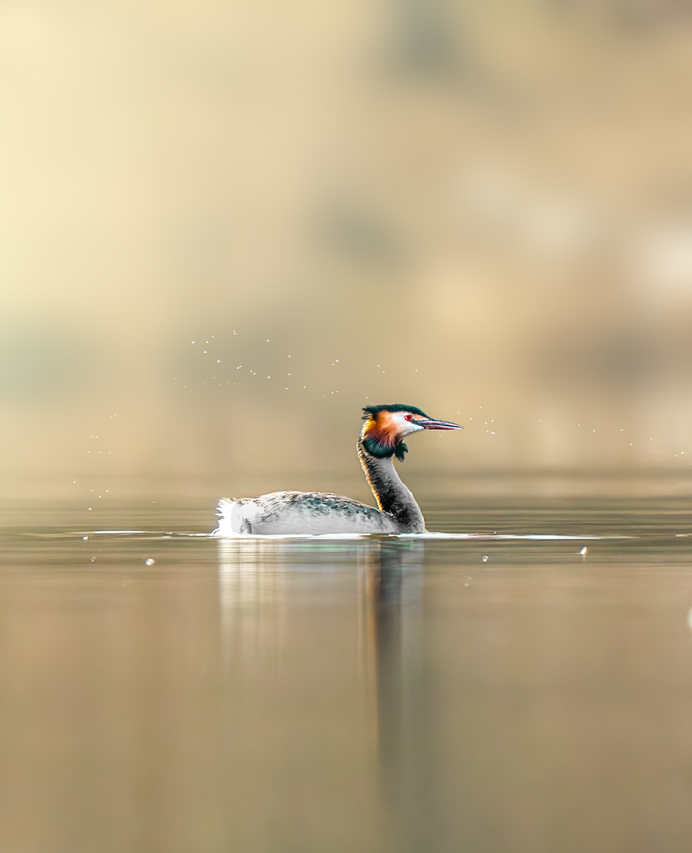 Great Crested Grebe - ML631949863