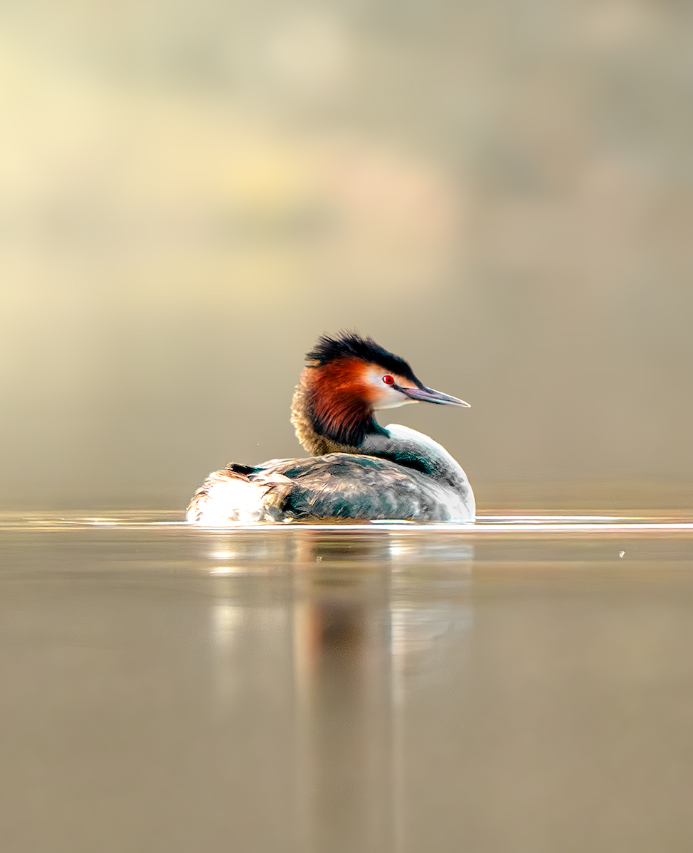 Great Crested Grebe - ML631949864