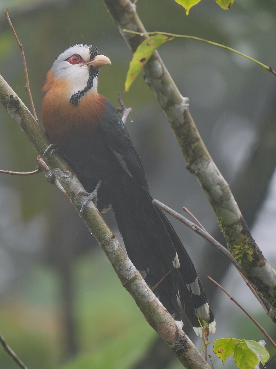 Scale-feathered Malkoha - ML631950021