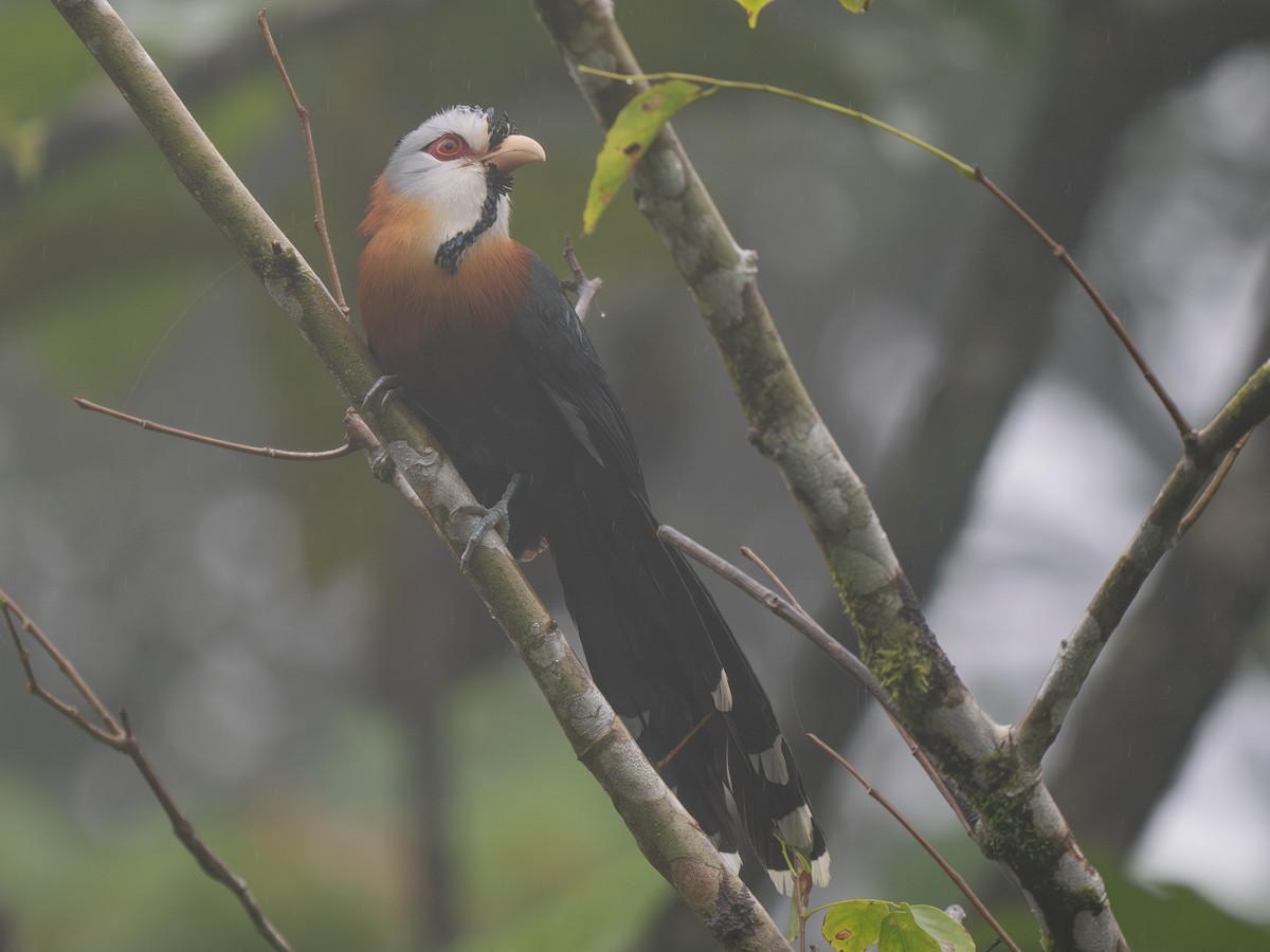 Scale-feathered Malkoha - ML631950025