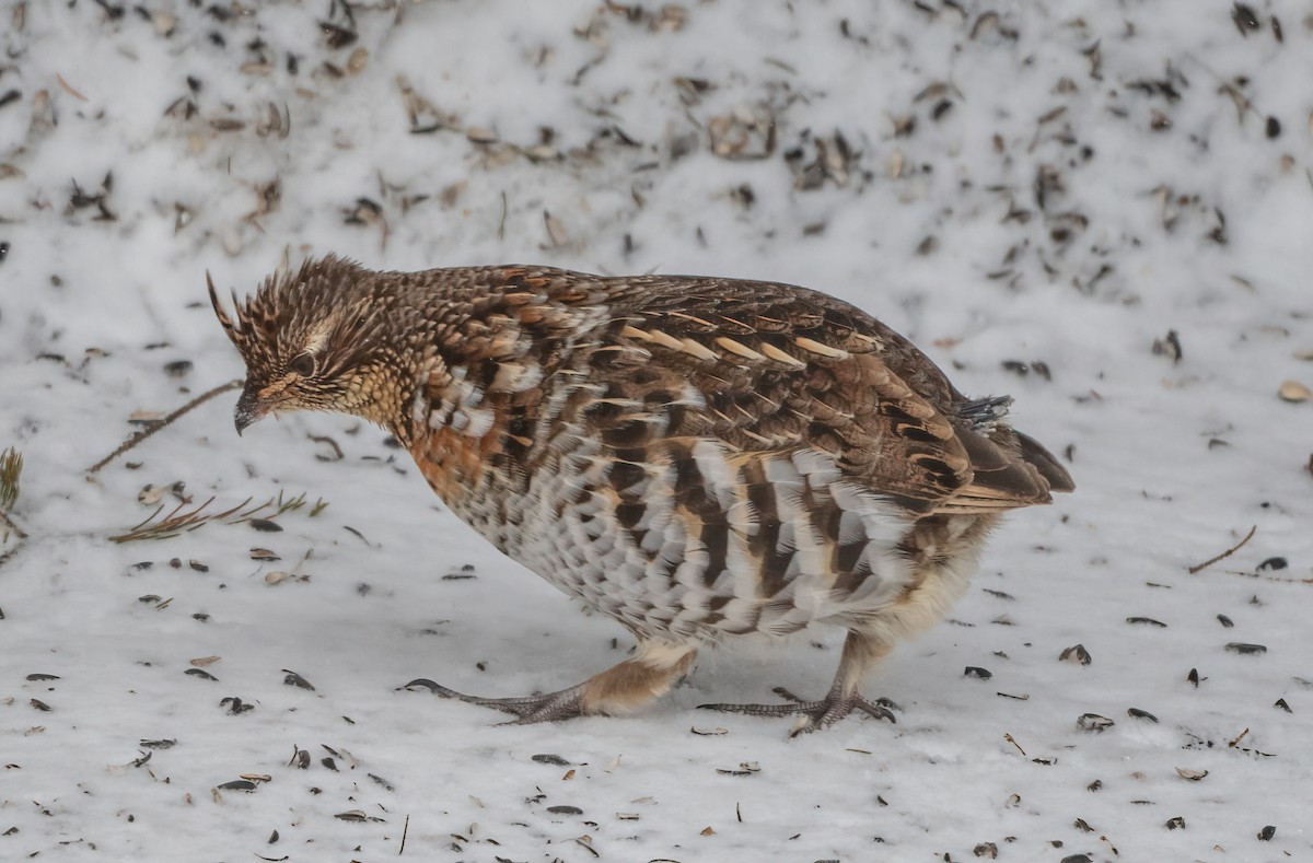 Ruffed Grouse - ML631950094